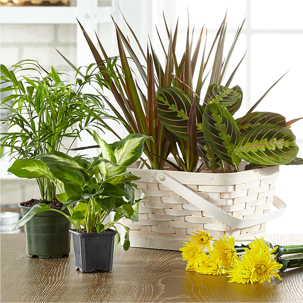 Florist Designed Blooming and Green Plants in a Basket – Jy Floristeria, Trenton NJ