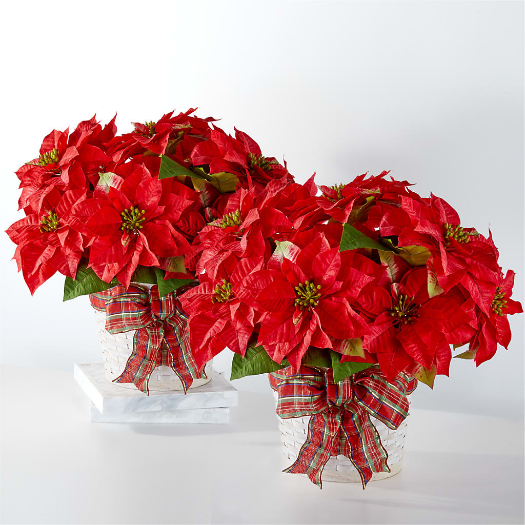 Happiest Holidays Poinsettia Bundle – Jy Floristeria, Trenton NJ