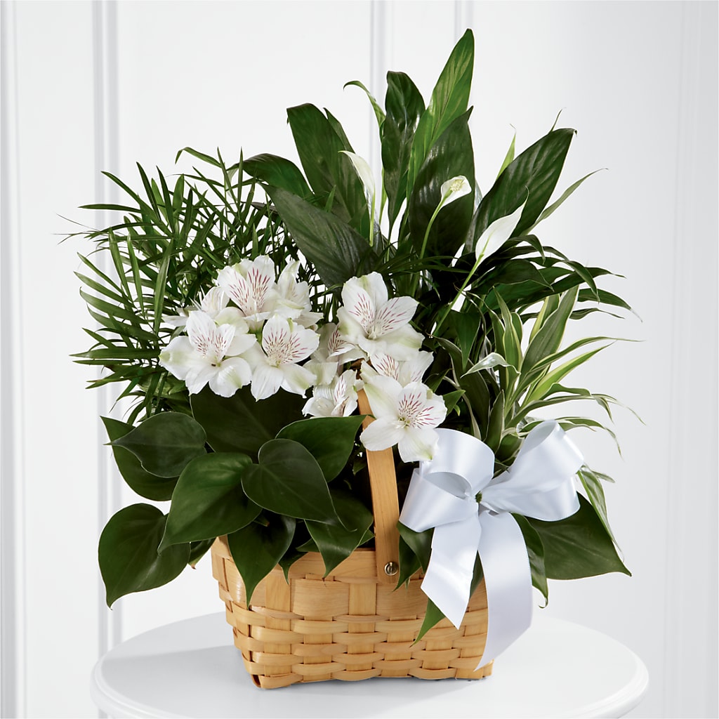 Peace & Serenity Dishgarden – Jy Floristeria, Trenton NJ