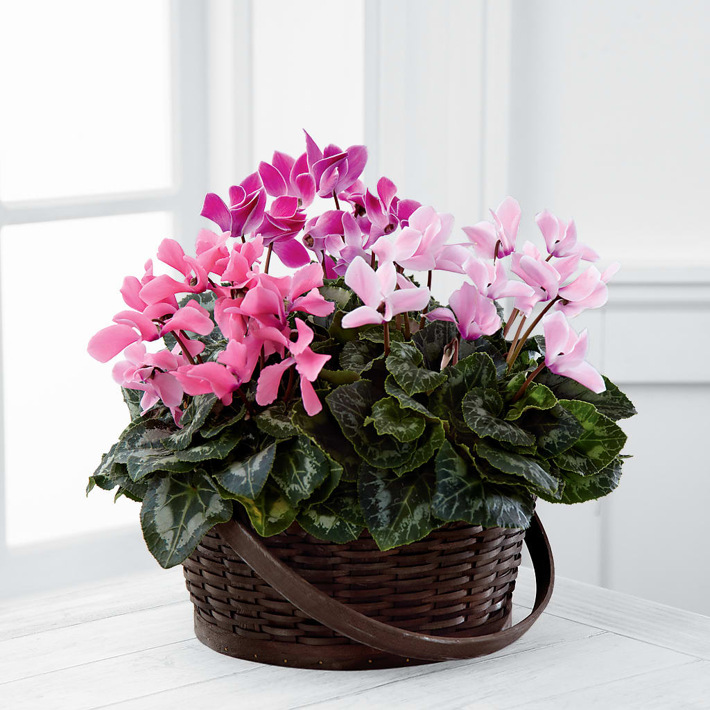 Mixed Cyclamen Planter – Jy Floristeria, Trenton NJ