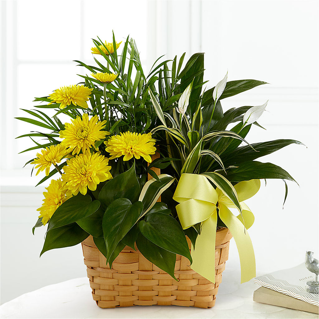 Loving Light Dishgarden – Jy Floristeria, Trenton NJ