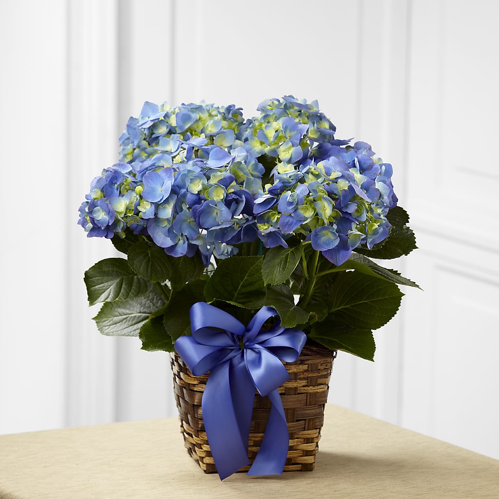 Blue Hydrangea Planter – Jy Floristeria, Trenton NJ