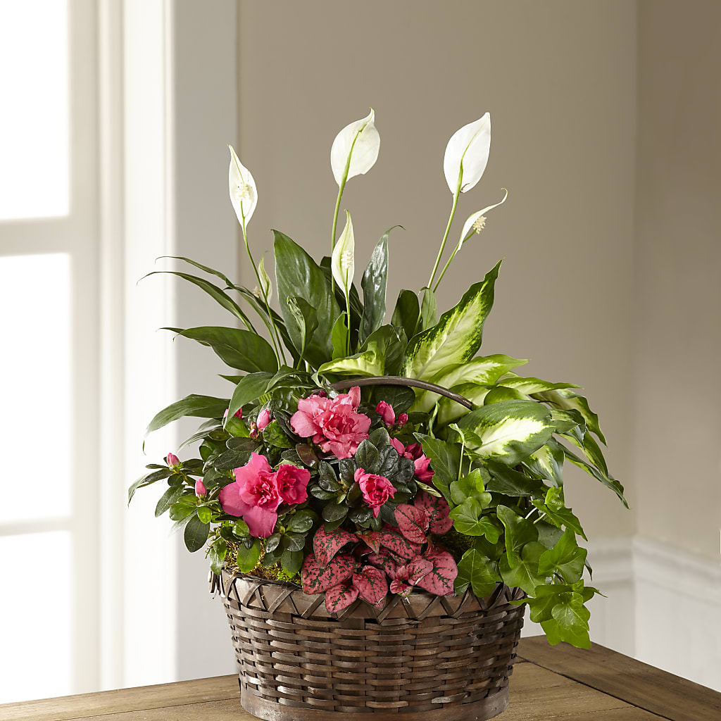 Dream in Pink Dishgarden – Jy Floristeria, Trenton NJ