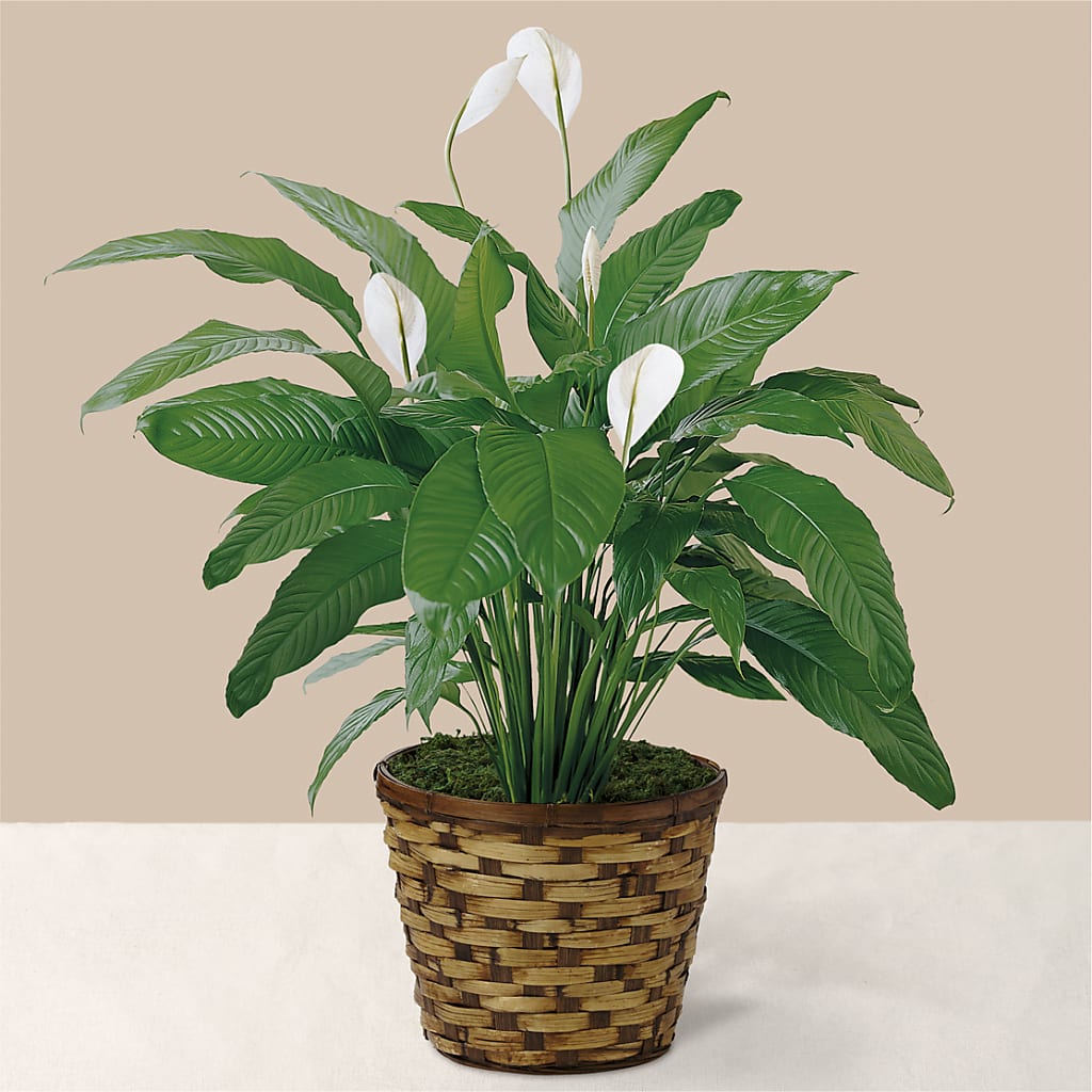 Tranquil Moments Peace Lily Plant – Jy Floristeria, Trenton NJ