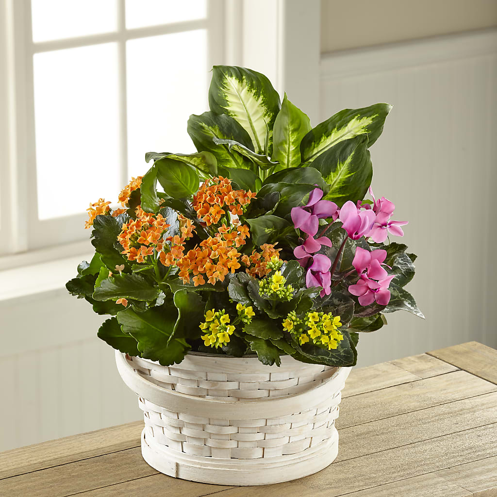 Color Crush Dishgarden – Jy Floristeria, Trenton NJ