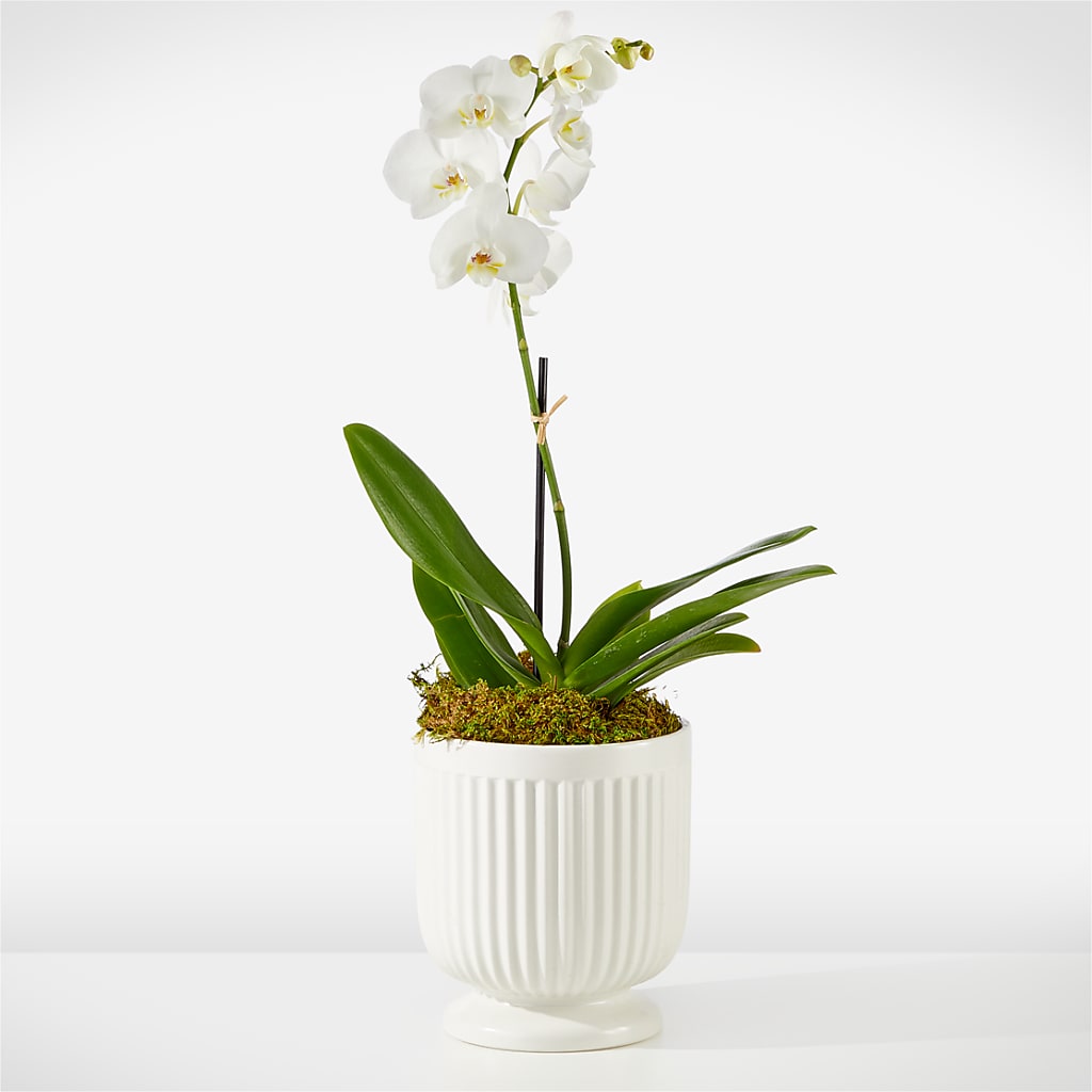Whispering White Orchid – Jy Floristeria, Trenton NJ