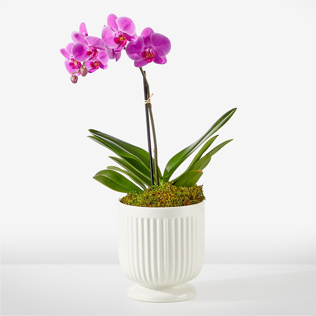 Friendly Fuchsia Orchid – Jy Floristeria, Trenton NJ
