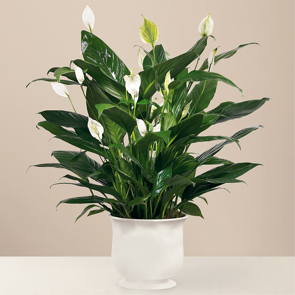 Comfort Planter – Jy Floristeria, Trenton NJ