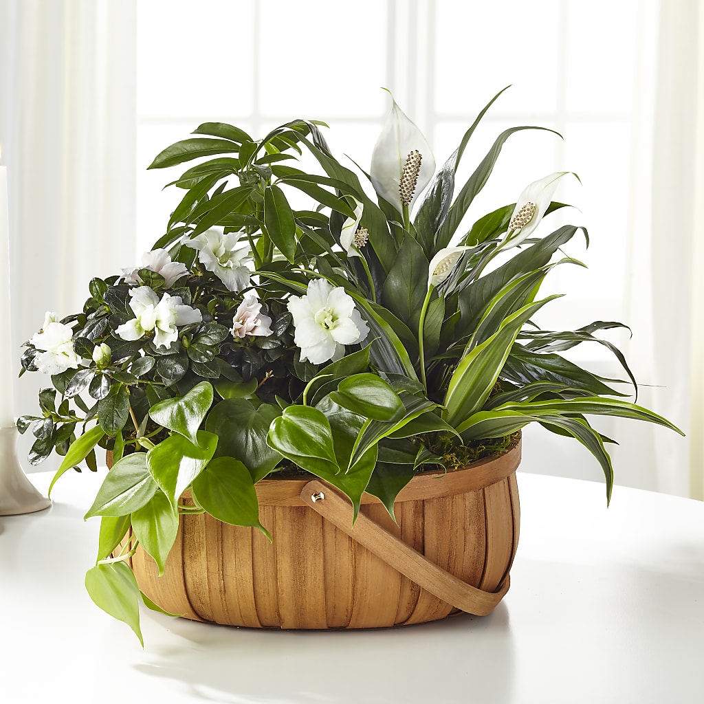 Serene Dishgarden – Jy Floristeria, Trenton NJ