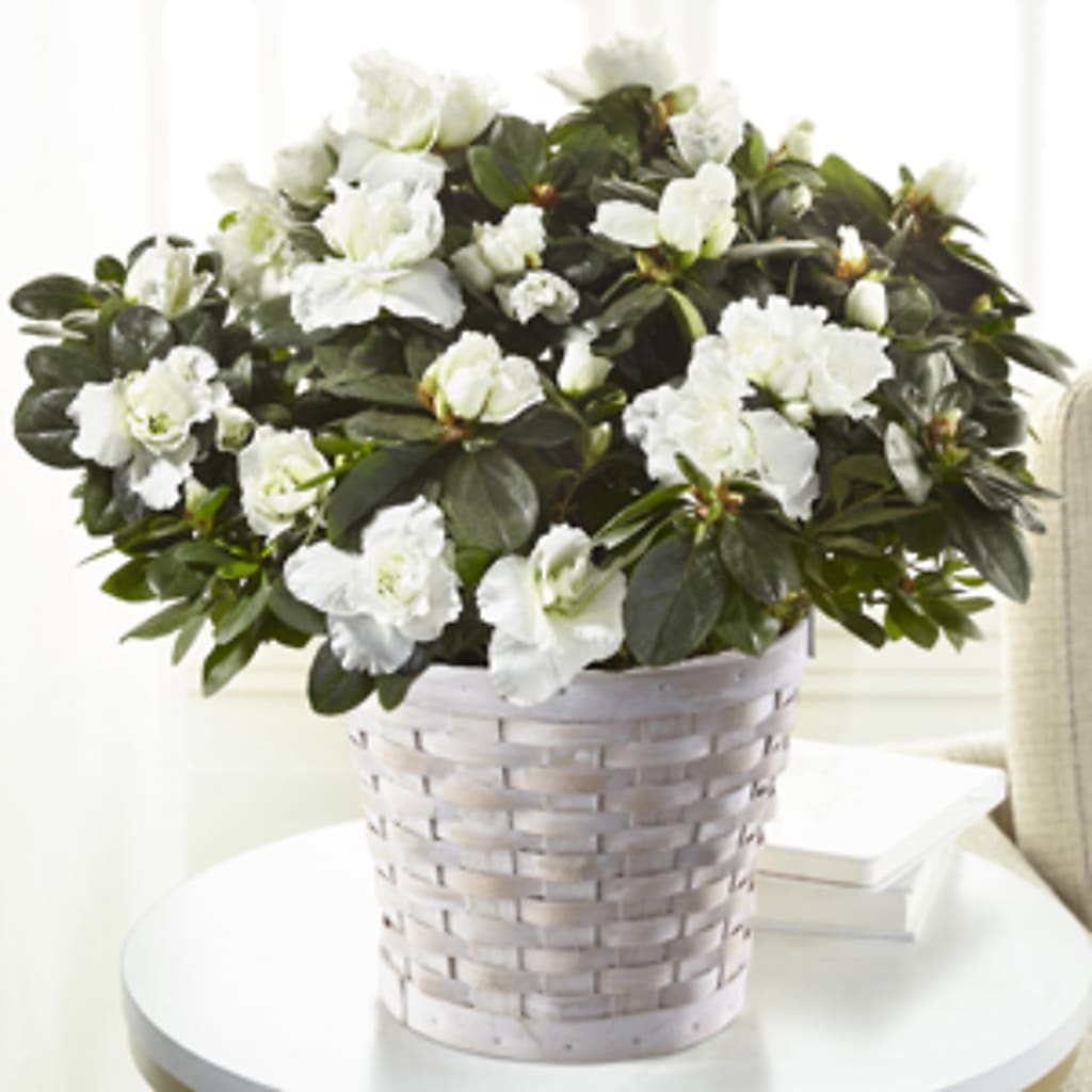 White Azalea Plant – Jy Floristeria, Trenton NJ