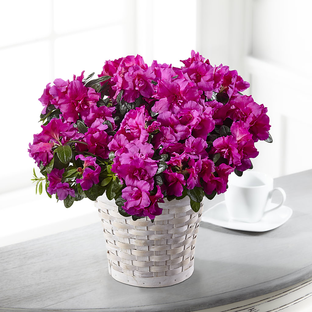 Hope & Serenity Azalea Plant – Jy Floristeria, Trenton NJ