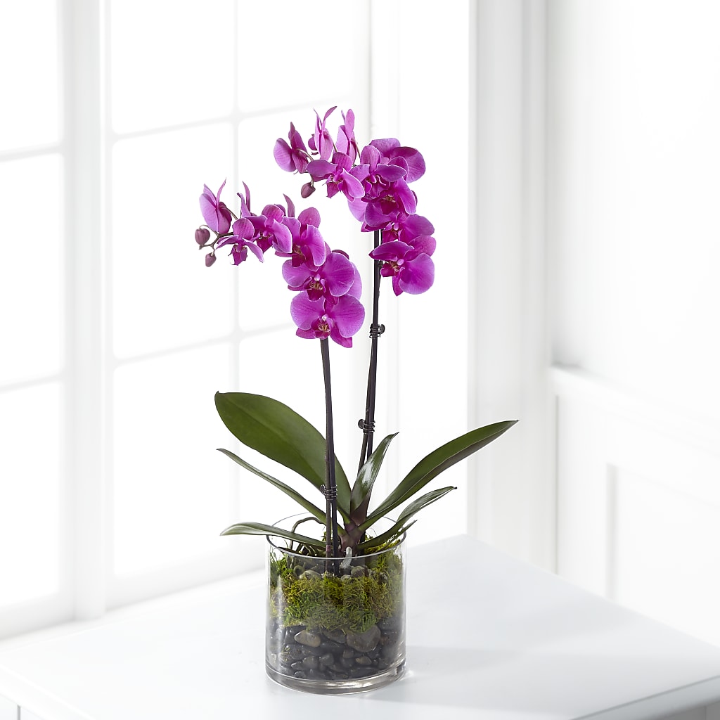 Pink Orchid Plant – Jy Floristeria, Trenton NJ