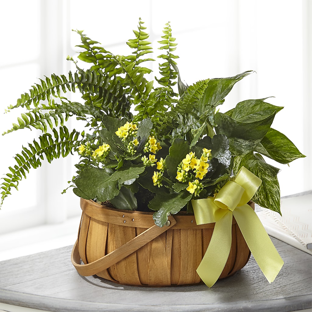 Always Dear Dishgarden – Jy Floristeria, Trenton NJ