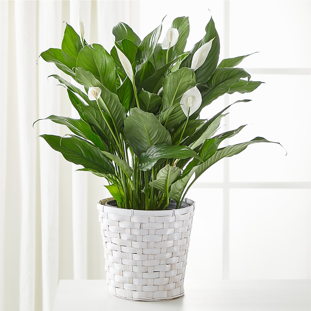 A New Leaf Peace Lily – Jy Floristeria, Trenton NJ