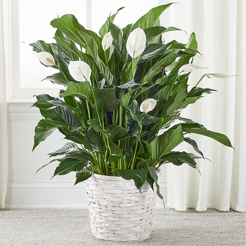A New Leaf Peace Lily – Jy Floristeria, Trenton NJ