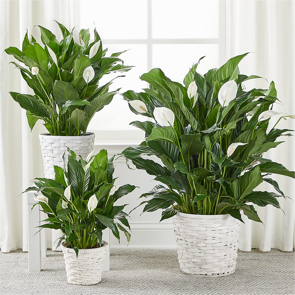 A New Leaf Peace Lily – Jy Floristeria, Trenton NJ