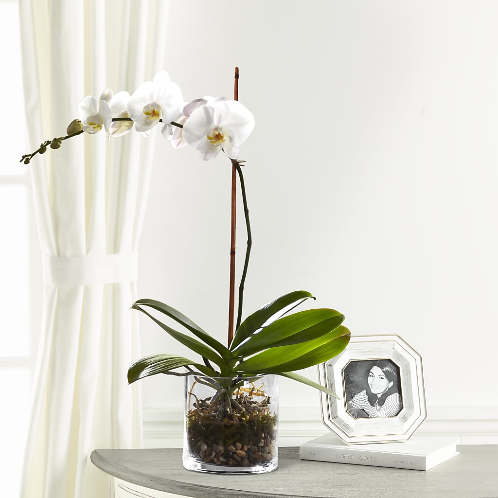 White Orchid Planter – Jy Floristeria, Trenton NJ