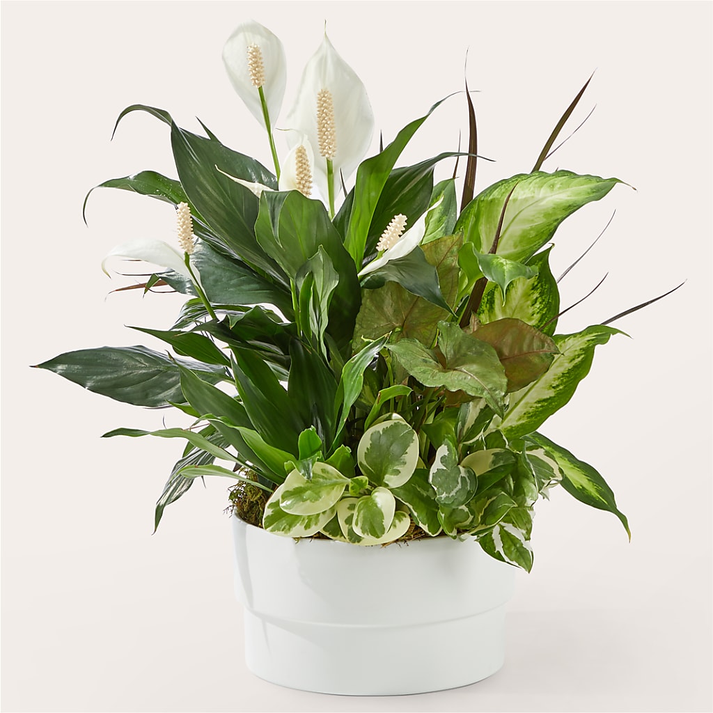 Radiating Positivity Dishgarden – Jy Floristeria, Trenton NJ