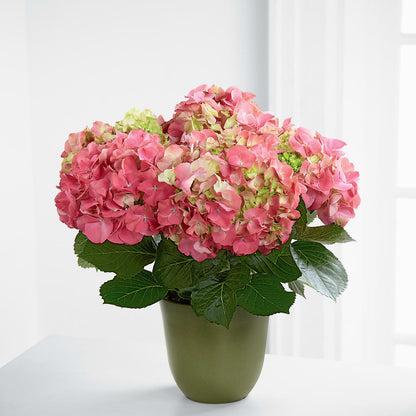 Pink Hydrangea Planter –  Jy Floristeria, Trenton NJ