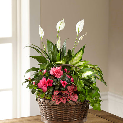 Dream in Pink Dishgarden –  Jy Floristeria, Trenton NJ