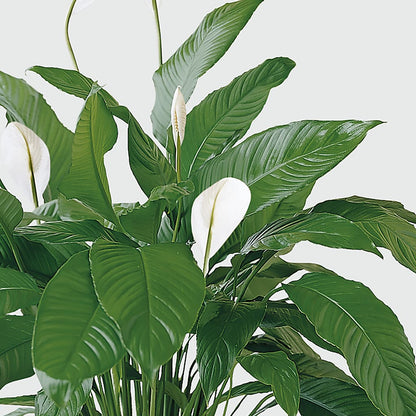Tranquil Moments Peace Lily Plant –  Jy Floristeria, Trenton NJ
