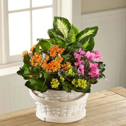 Color Crush Dishgarden –  Jy Floristeria, Trenton NJ