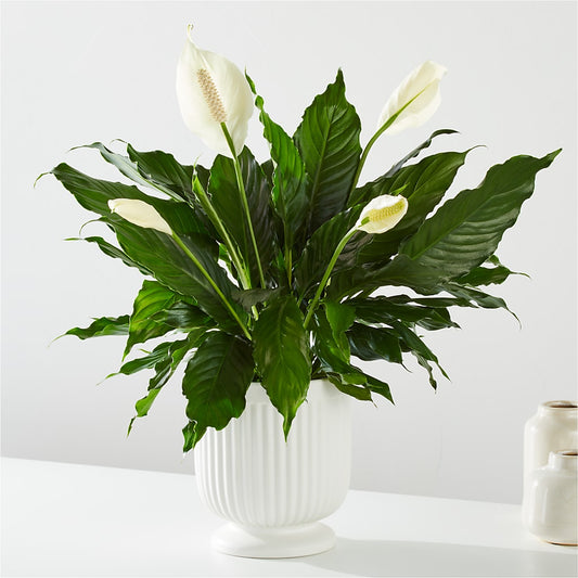 Comfort Planter –  Jy Floristeria, Trenton NJ
