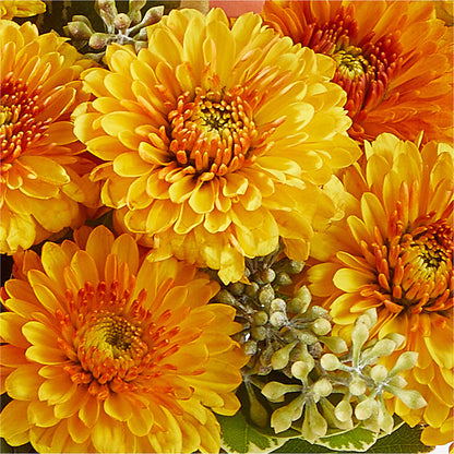 Peachy Pumpkin –  Jy Floristeria, Trenton NJ