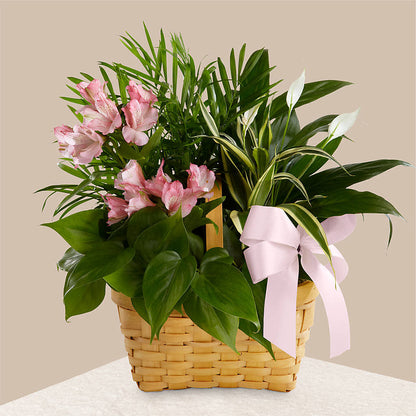Living Spirit Dishgarden –  Jy Floristeria, Trenton NJ