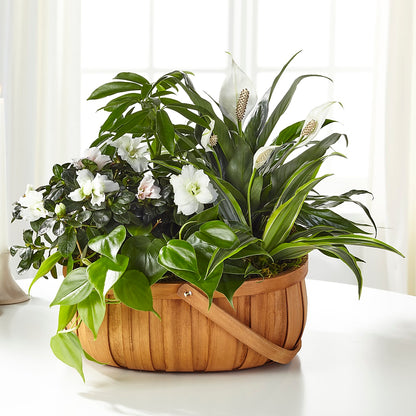 Serene Dishgarden –  Jy Floristeria, Trenton NJ
