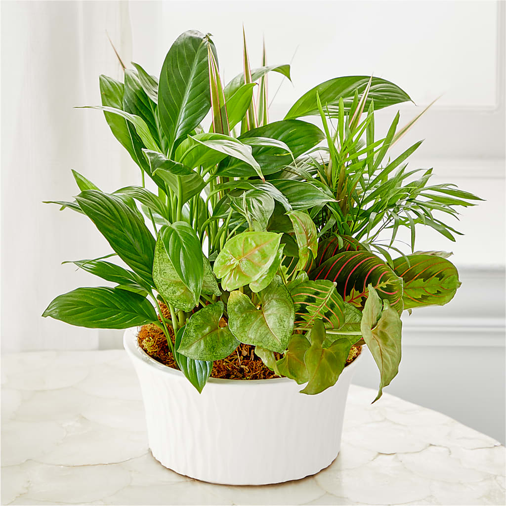 Balance & Harmony Dishgarden –  Jy Floristeria, Trenton NJ