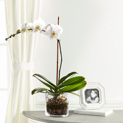 White Orchid Planter –  Jy Floristeria, Trenton NJ